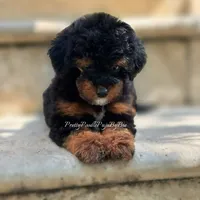 AKC phantom carries brown, a male Poodle - Toy  for sale in Tampa, FL – 4 of 5