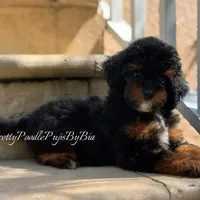AKC phantom carries brown, a male Poodle - Toy  for sale in Tampa, FL – 2 of 5