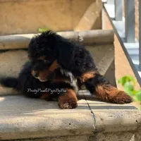 AKC phantom carries brown, a male Poodle - Toy  for sale in Tampa, FL – 5 of 5