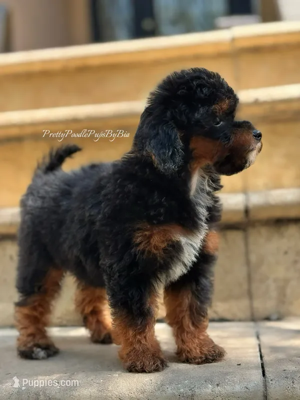 AKC phantom carries brown – Poodle - Toy  puppy on hold in Tampa, FL