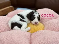 Dark brown tricolor, a female Poodle - Miniature  for sale in Tampa, FL – 2 of 5