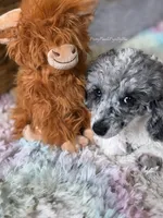 Blue Merle Parti Cloudy, a male Poodle - Toy  for sale in Tampa, FL – 3 of 6