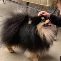 Teacup Petunia 3lb, a female Pomeranian for sale in Tampa, FL – 7 of 8