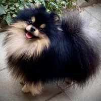 Teacup Petunia 3lb, a female Pomeranian for sale in Tampa, FL – 8 of 8