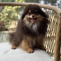 Teacup Petunia 3lb, a female Pomeranian for sale in Tampa, FL – 3 of 8