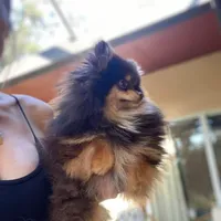 Teacup Petunia 3lb, a female Pomeranian for sale in Tampa, FL – 4 of 8