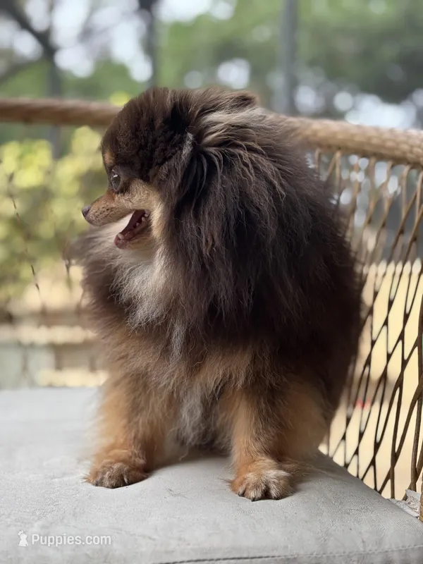 Teacup Petunia 3lb – Pomeranian puppy on hold in Tampa, FL