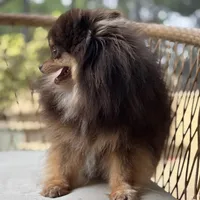 Teacup Petunia 3lb, a female Pomeranian for sale in Tampa, FL – 1 of 8