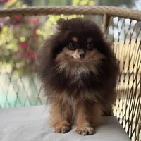 Teacup Petunia 3lb, a female Pomeranian for sale in Tampa, FL – 2 of 8