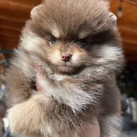 Teacup Petunia 3lb, a female Pomeranian for sale in Tampa, FL – 5 of 8