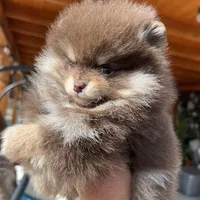 Teacup Petunia 3lb, a female Pomeranian for sale in Tampa, FL – 6 of 8