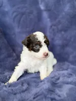 Dark brown phantom parti, a male Poodle - Toy  for sale in Tampa, FL – 2 of 4