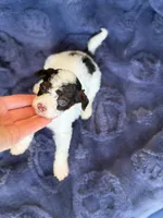 Dark brown phantom parti, a male Poodle - Toy  for sale in Tampa, FL – 1 of 4