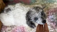 Blue Merle Parti Cloudy, a male Poodle - Toy  for sale in Tampa, FL – 5 of 6