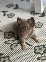 Tiny Lilac and Tan, a male Chihuahua for sale in Tampa, FL – 3 of 5