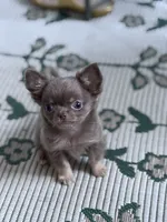 Tiny Lilac and Tan, a male Chihuahua for sale in Tampa, FL – 4 of 5