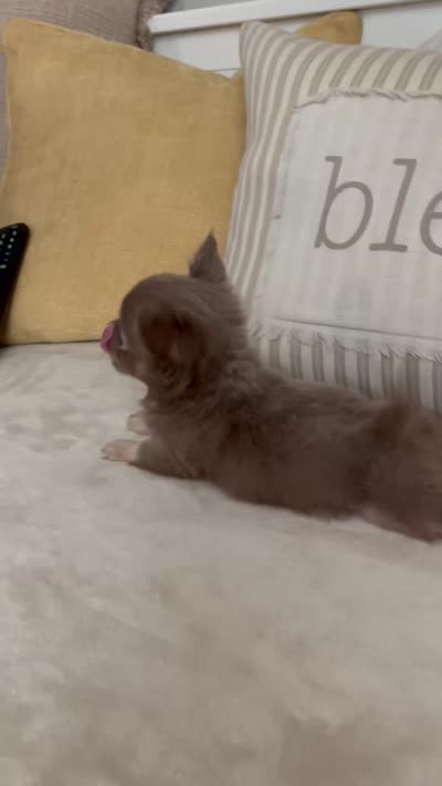 Tiny Lilac and Tan, a male Chihuahua for sale in Tampa, FL – 5 of 5