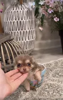 Tiny Lilac and Tan, a female Chihuahua for sale in Tampa, FL – 7 of 7