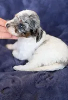 Phantom merle parti , a female Poodle - Toy  for sale in Tampa, FL – 4 of 4