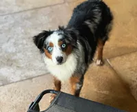 Sailor , a female Miniature Australian Shepherd for sale in Tampa, FL – 3 of 6