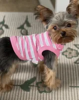 Korean Luna, a female Yorkshire Terrier for sale in Tampa, FL – 2 of 2