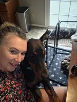 Taser, a male Doberman Pinscher for sale in Pottstown, PA – 4 of 7