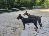 Taser, a male Doberman Pinscher for sale in Pottstown, PA – 3 of 7