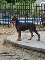 Taser, a male Doberman Pinscher for sale in Pottstown, PA – 2 of 7