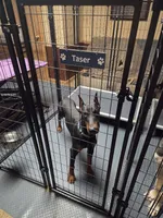 Taser, a male Doberman Pinscher for sale in Pottstown, PA – 5 of 7