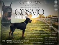 Taser, a male Doberman Pinscher for sale in Pottstown, PA – 6 of 7