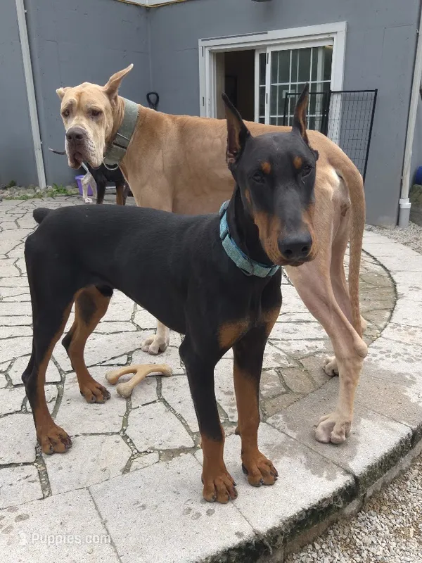 Taser – Doberman Pinscher puppy for sale in Pottstown, PA