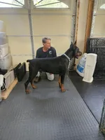 Taser, a male Doberman Pinscher for sale in Pottstown, PA – 7 of 7
