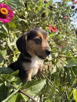 Duke, a male Beagle for sale in Augusta, MO – 9 of 9