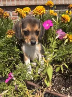 Lady, a female Beagle for sale in Augusta, MO – 4 of 6