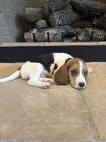 Duke, a male Beagle for sale in Augusta, MO – 8 of 8
