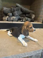 Blackberry, a female Beagle for sale in Augusta, MO – 5 of 10