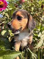 Duke, a male Beagle for sale in Augusta, MO – 2 of 9