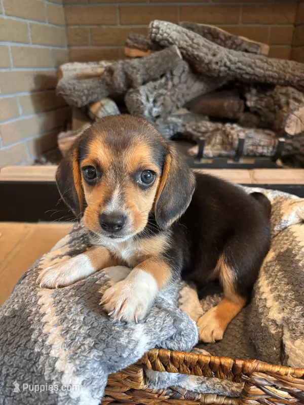 Buddy – Beagle puppy for sale in Augusta, MO