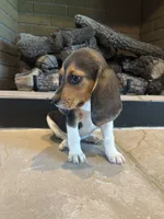 Clover, a female Beagle for sale in Augusta, MO – 10 of 10