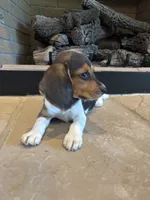 Clover, a female Beagle for sale in Augusta, MO – 4 of 10