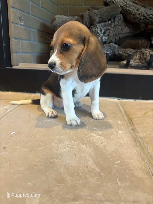 Blackberry – Beagle puppy on hold in Augusta, MO