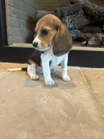 Blackberry, a female Beagle for sale in Augusta, MO – 1 of 10
