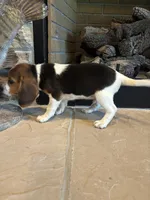 Buck, a male Beagle for sale in Augusta, MO – 5 of 10