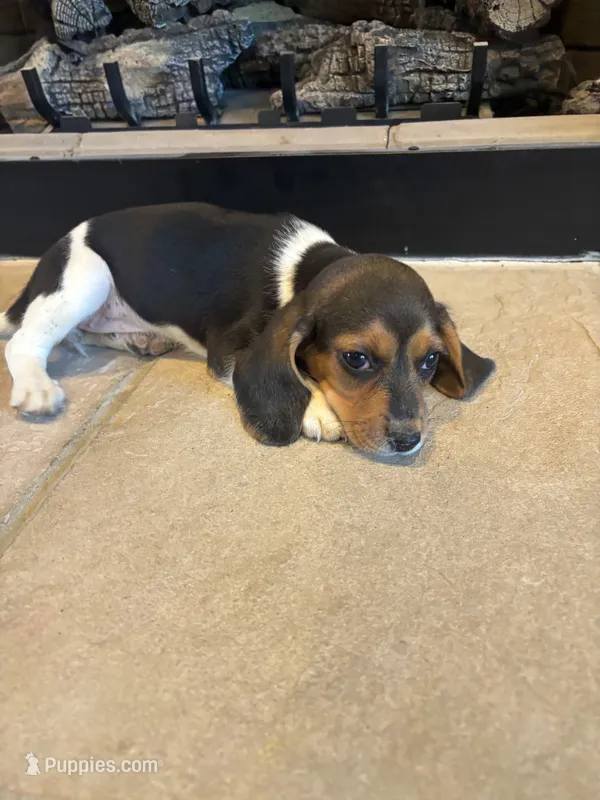 Clover – Beagle puppy for sale in Augusta, MO