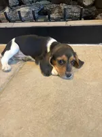 Clover, a female Beagle for sale in Augusta, MO – 1 of 10