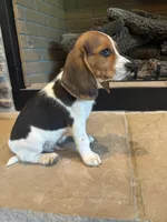 Buck, a male Beagle for sale in Augusta, MO – 7 of 10
