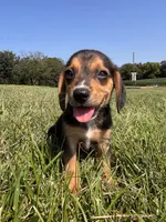 Buck, a male Beagle for sale in Augusta, MO – 5 of 10