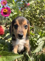Duke, a male Beagle for sale in Augusta, MO – 6 of 9