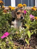 Lady, a female Beagle for sale in Augusta, MO – 3 of 6