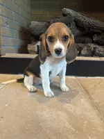 Blackberry, a female Beagle for sale in Augusta, MO – 3 of 10